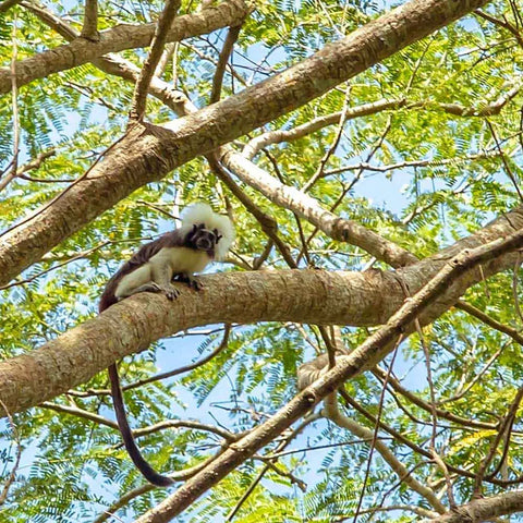 Tropical Dry Forest: The Monkey Howling Trail