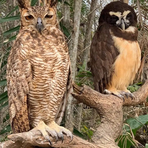 Tour to the National Aviary in Baru - Juan Ballena | Travel Experiences in Cartagena