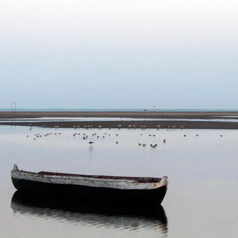 Bird watching in La Boquilla - Juan Ballena | Travel Experiences in Cartagena