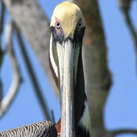 Bird watching in La Boquilla - Juan Ballena | Travel Experiences in Cartagena