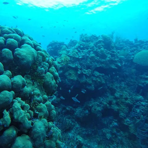 Scuba Diving in San Andres - Juan Ballena | Travel Experiences in Cartagena