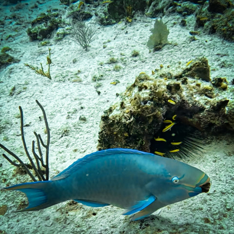 Scuba Diving San Andrés: Discover the Underwater World