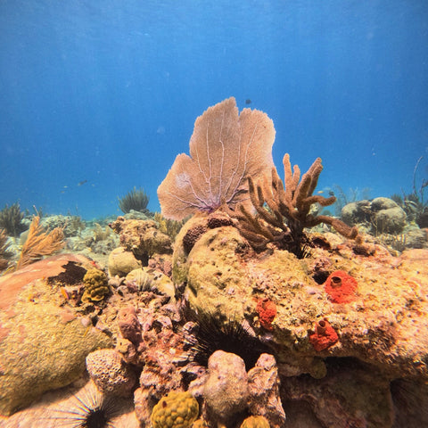 Mergulho guiado de aproximadamente 50 minutos San Andres
