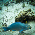 Peixes tropicais e corais coloridos durante uma imersão de mergulho na Reserva Seaflower em San Andrés