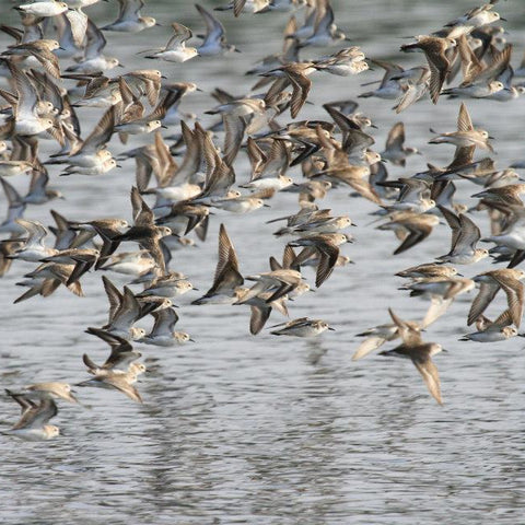 Flock of birds flying over water
