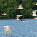 Bird watching in La Boquilla - Juan Ballena | Travel Experiences in Cartagena