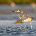 Bird watching in La Boquilla - Juan Ballena | Travel Experiences in Cartagena