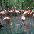 Tour to the National Aviary in Baru - Juan Ballena