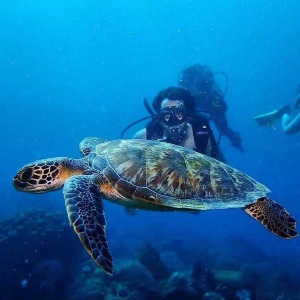 Scuba Diving In Rosario Islands