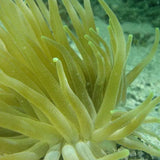 Mangrove Glass-Bottom Kayak and Snorkel - Juan Ballena | Travel Experiences in Cartagena