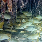Mangrove Glass-Bottom Kayak and Snorkel - Juan Ballena | Travel Experiences in Cartagena