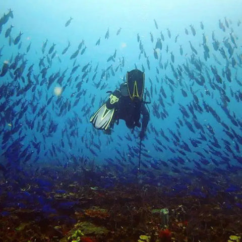 Scuba Diving In Baru - Cartagena | Juan Ballena 